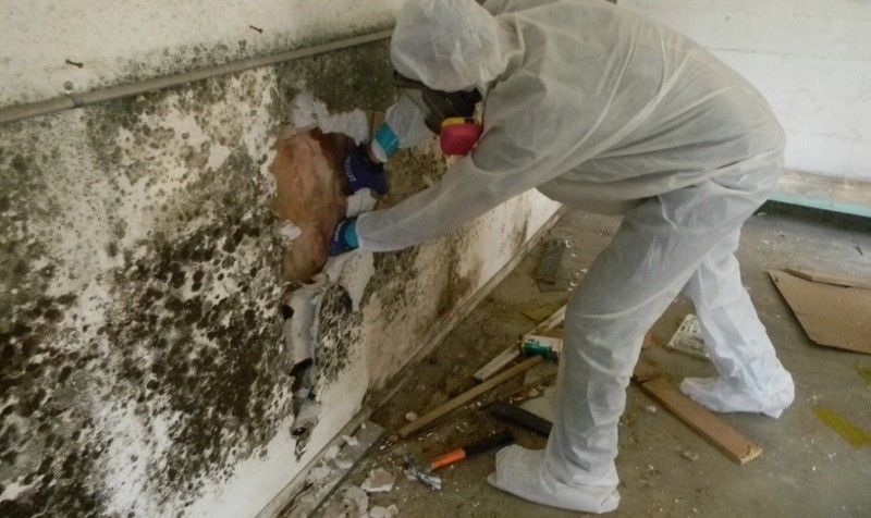 Mold Remediation