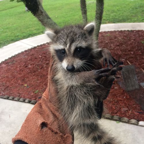 baby raccoon removed from attic and reunited with 
