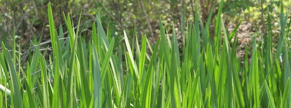 Austin Turf Grass
