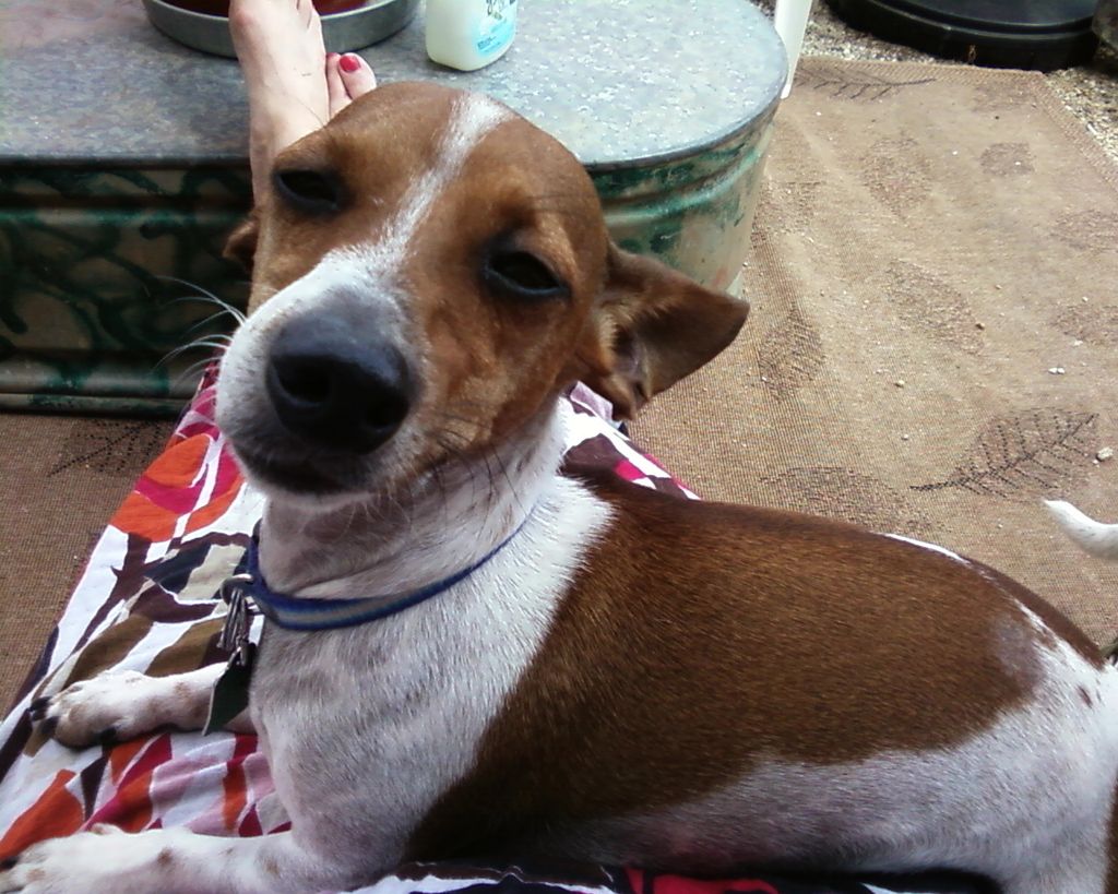 this is Milo, my little rescued Chiweenie.