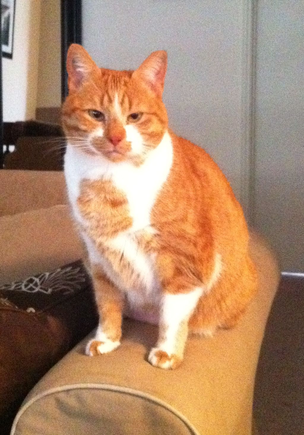 I love that Ramona is willing to sit still for a p