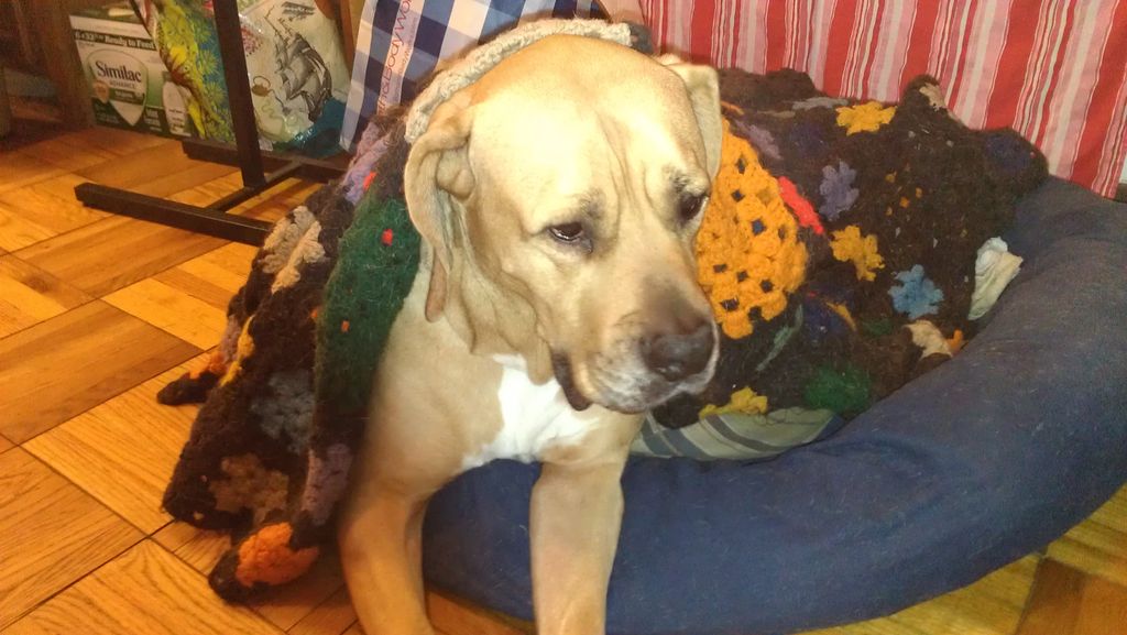 Bruno in a blanket!  You don't see many South Afri