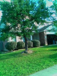 Trimmed,shaped bushes,cleaned out tree and cut gra