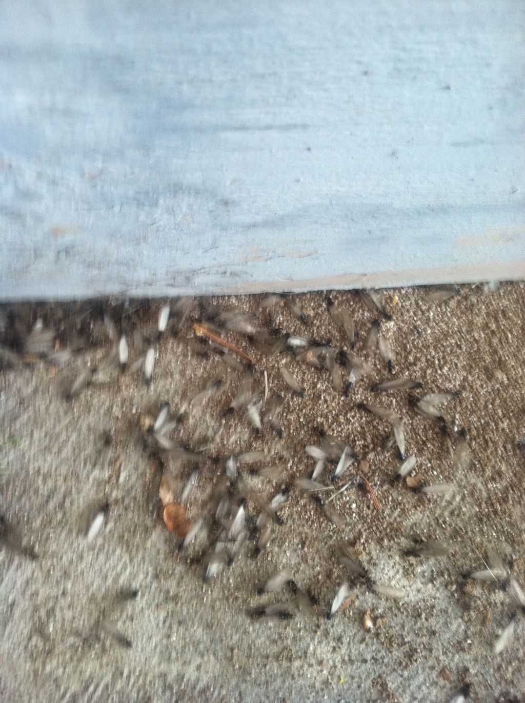 Termite swarmers