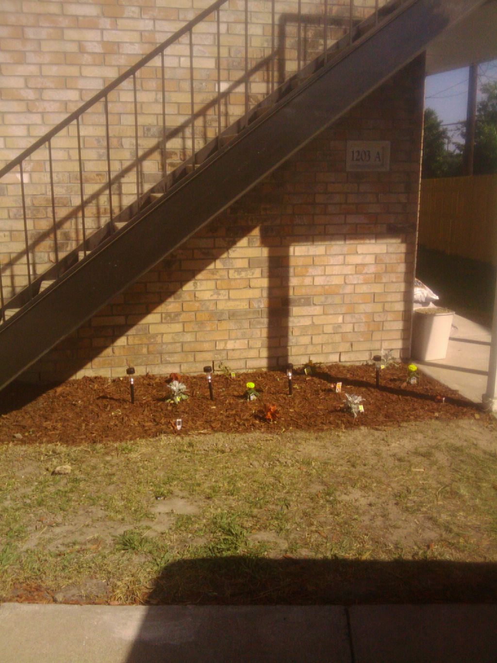 Front yard mulching with dusty millers.