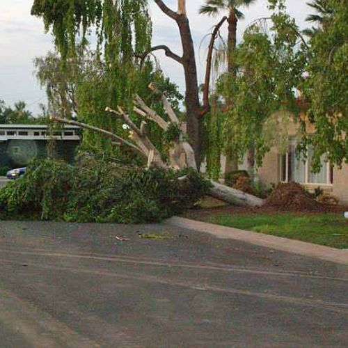 Tree Service - prevent storm damage, trim and thin