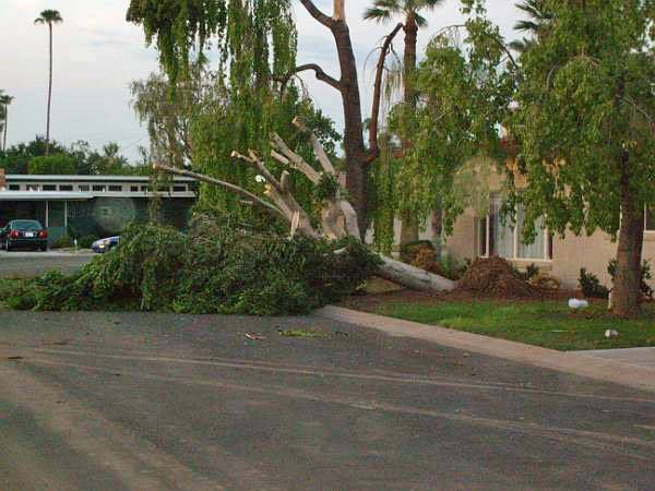 Tree Service - prevent storm damage, trim and thin