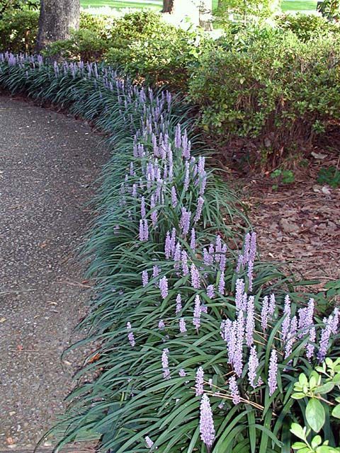 Beautiful Liriope for any big house who need a nea