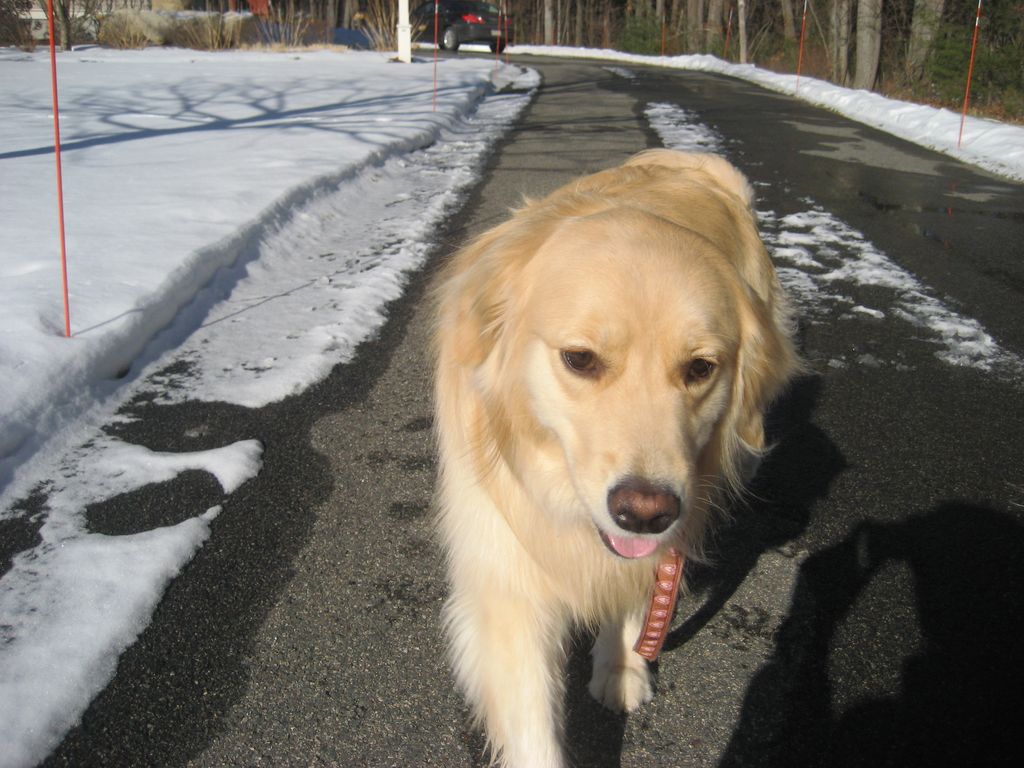 Lily a Golden retriever who always has a big smile