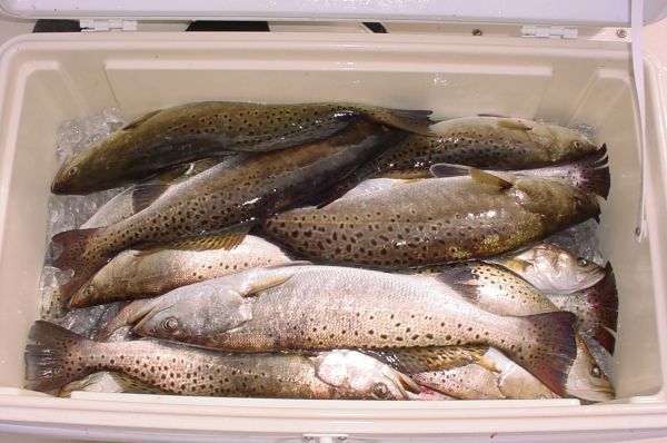 Typical ice chest full of Vermilion Bay Speckled T