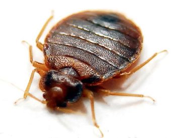 Bedbugs are human parasites and are believed to ha