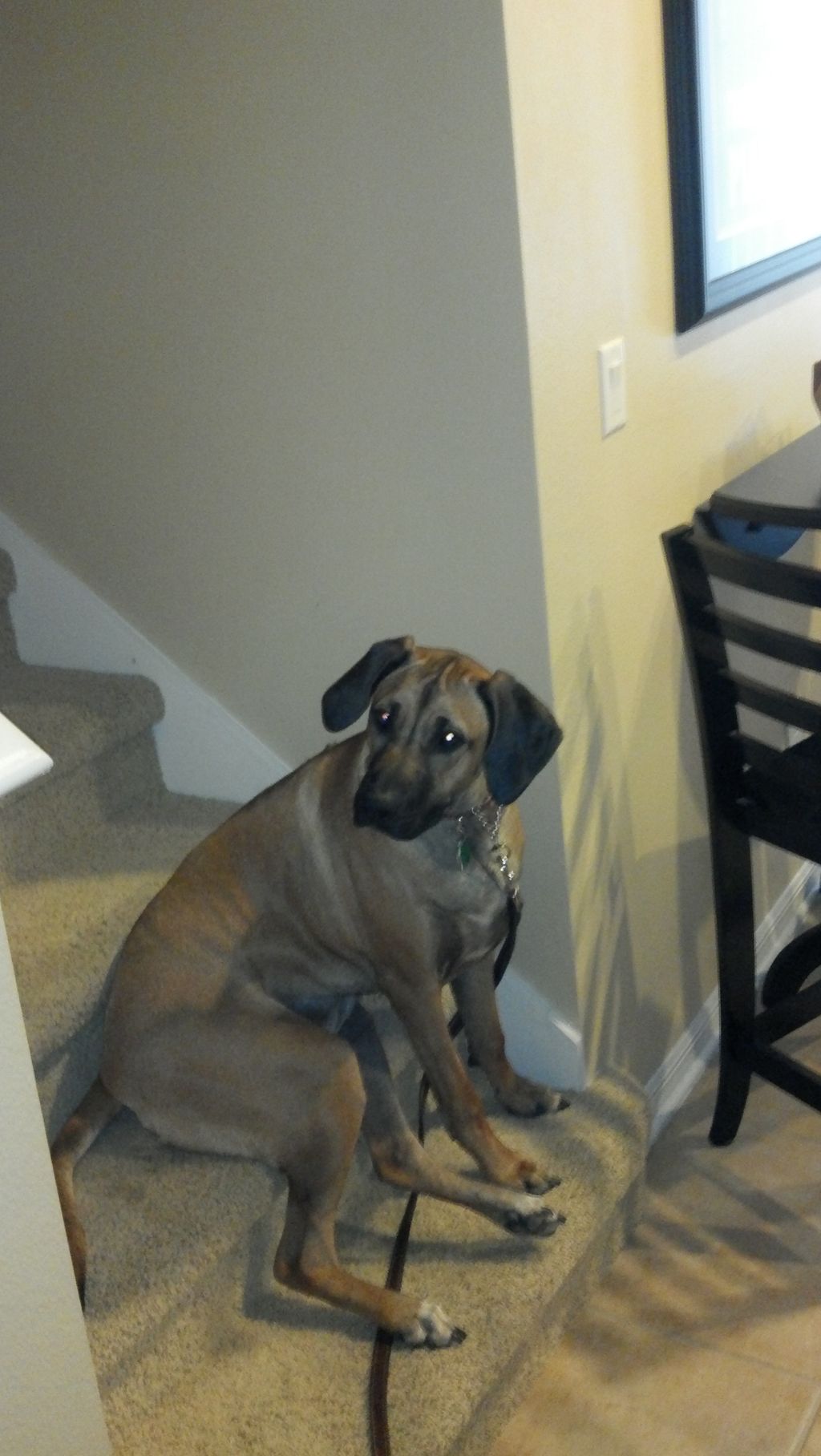 Bailey taking a break.