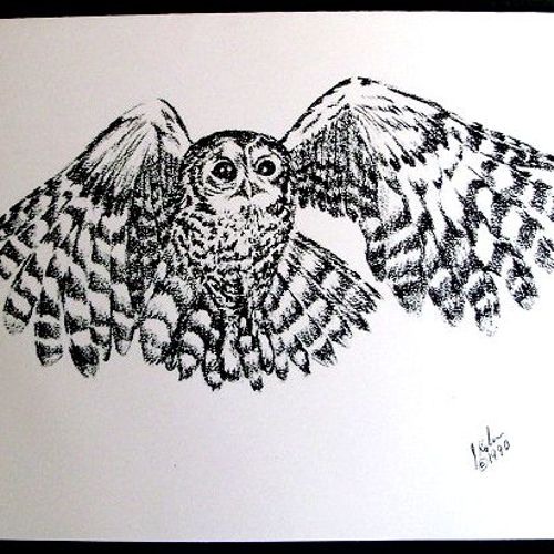 Tawny Owl 
graphite copyright 1990 Joann M. Renner