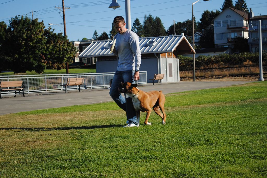 Working Rambo in the heel while off leash at Rusto