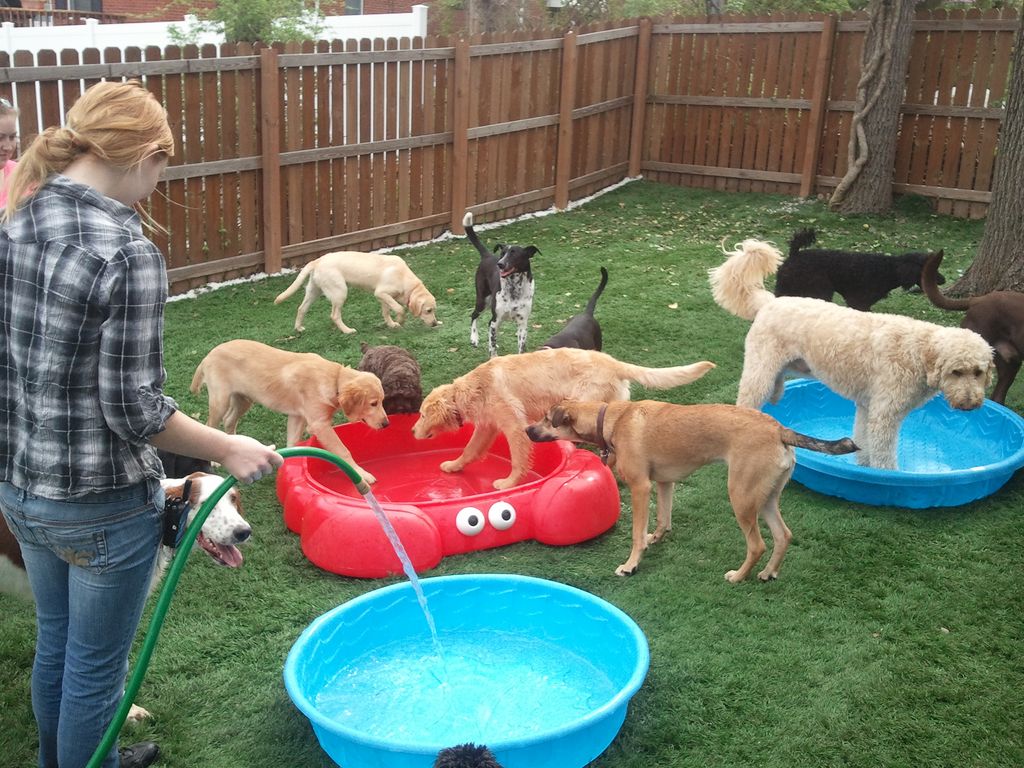 Dogs love the pools