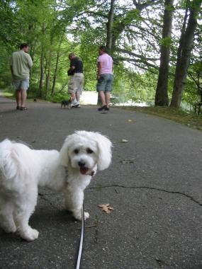 Luxury vacation guest, Gizmo, on a walk with our f