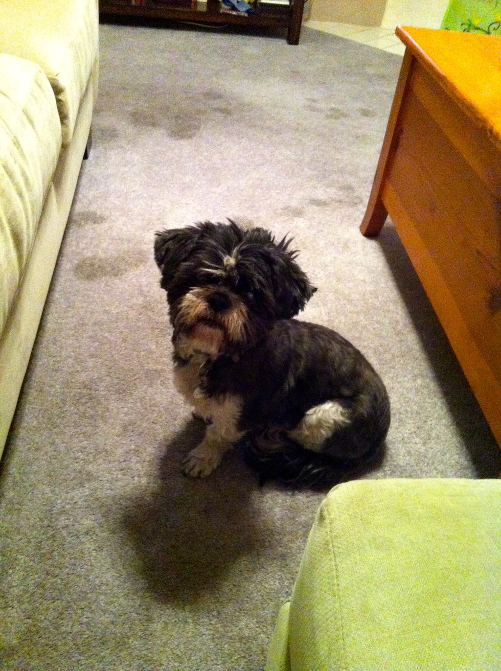 Nigel's Sit Stay