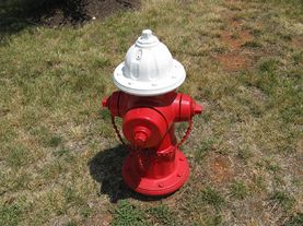 Dogs need exercise! A standard walk is 30 minutes.