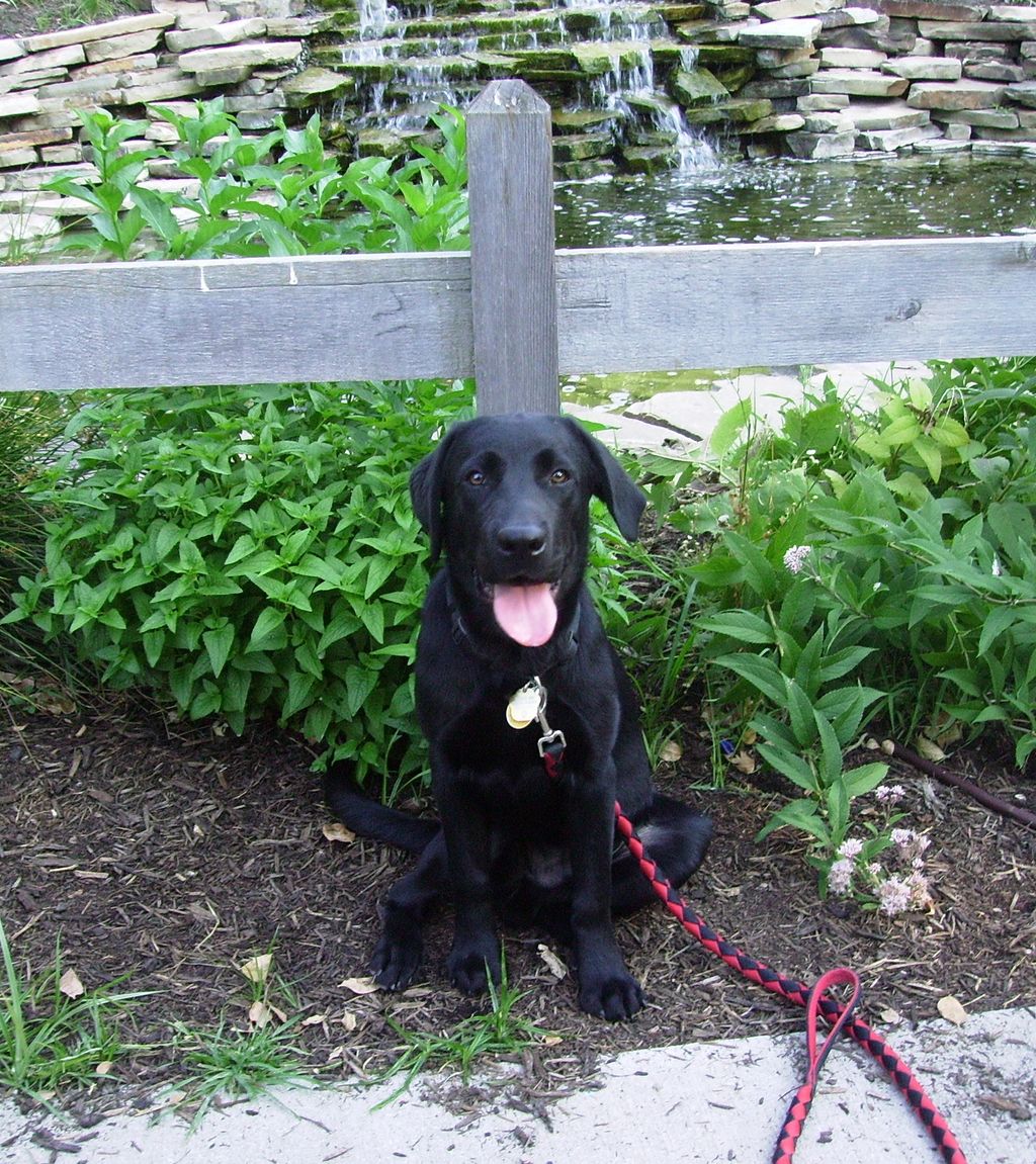 Benny in training with Special Canines training pr