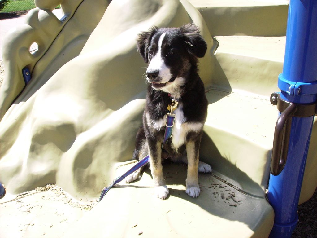 Bailey a big australian shepherd 9 months old is i