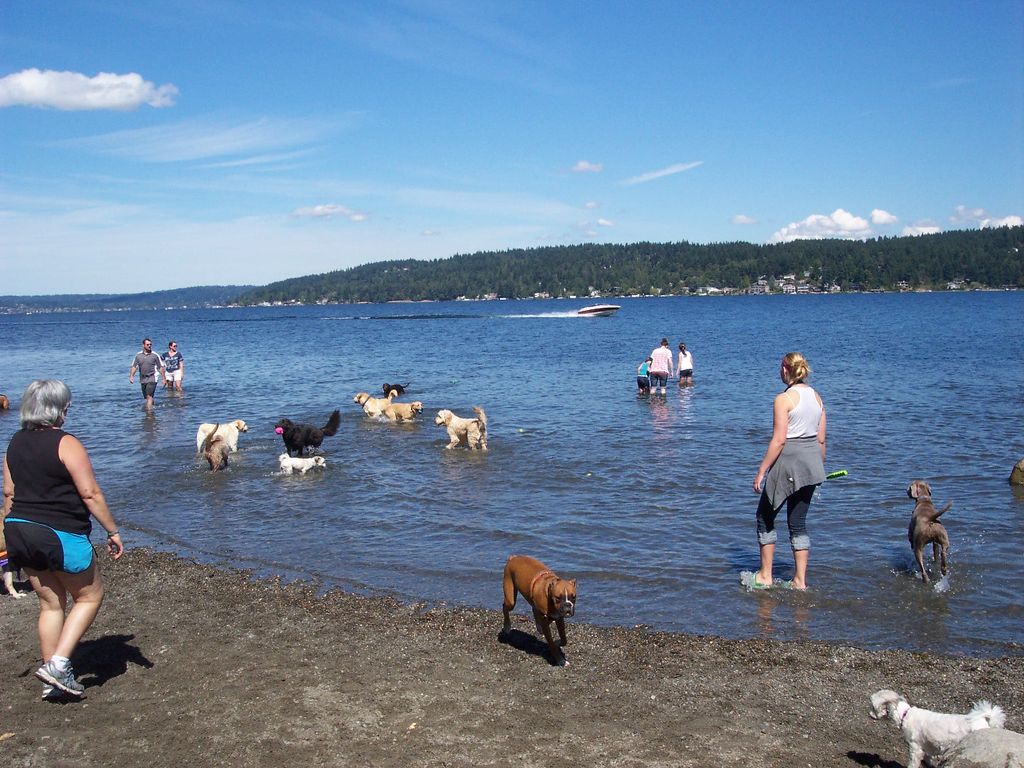 Magnuson Beach on a beautiful Seattle day!
