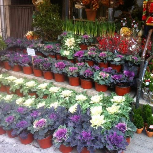 Plant Stores NYC