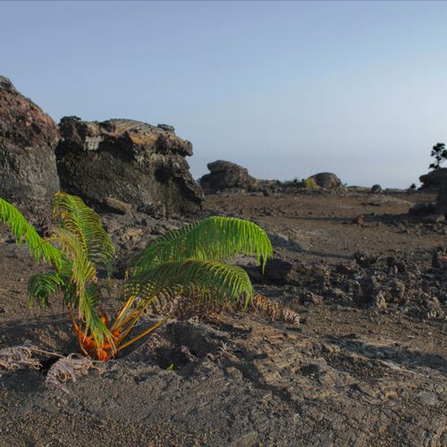 HDR Image of plant growing near old lava flow on H