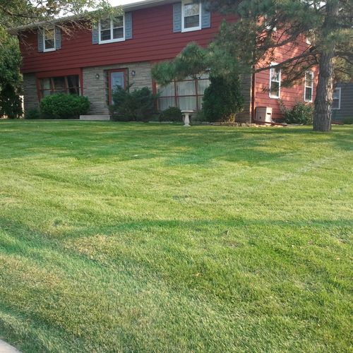 Fertilzing and weed control and proper lawn mowing