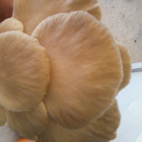 Phoenix Oyster Mushrooms