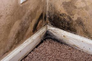 Mold Removal