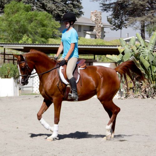 Young horse and rider demonstrate good training an