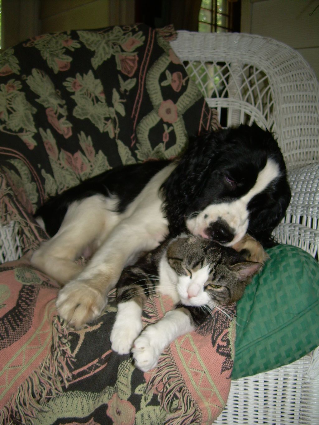 Beanie and Cork, part of my happy family!
