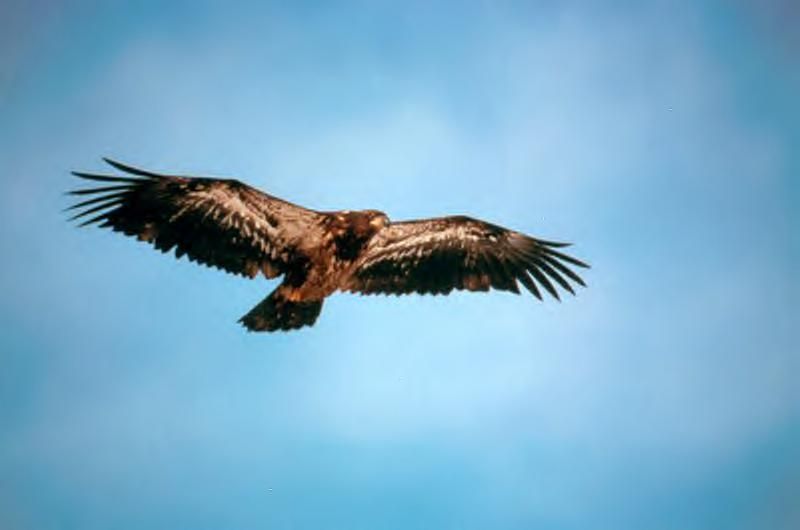 Golden Eagle