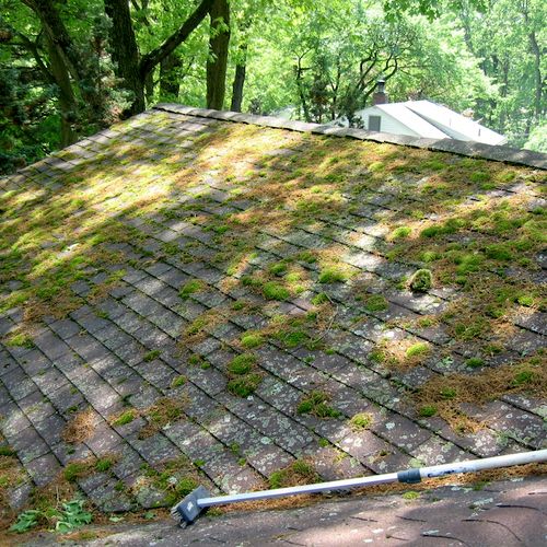 Roof covered with green moss