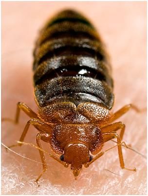 Actual Blood Feeding Bed Bug.