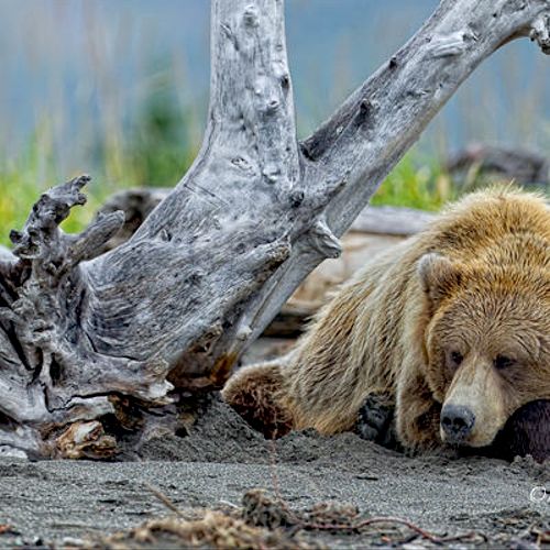 Brown Bear lying on beach;  Alaska.