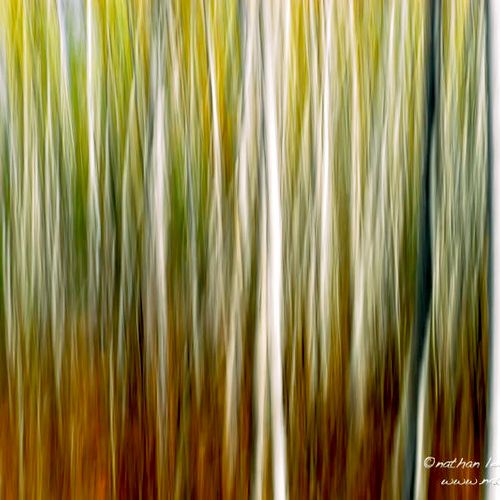 Abstract of birch tree forest in autumn.