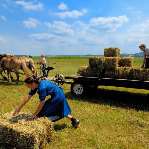 Amish children at work during summer harvest near 