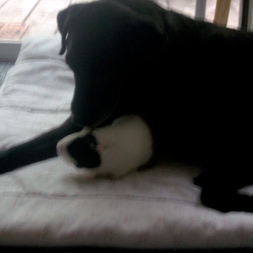 Our lab, Jedi, with our guinea pig, Bella.