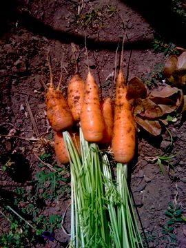 Garden carrots