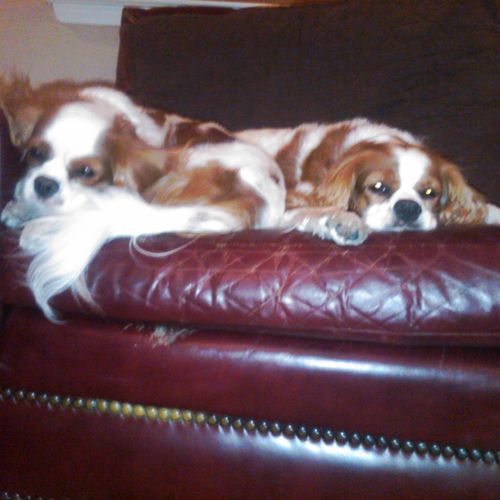 Oliver and Nigel King Charles Cavaliers