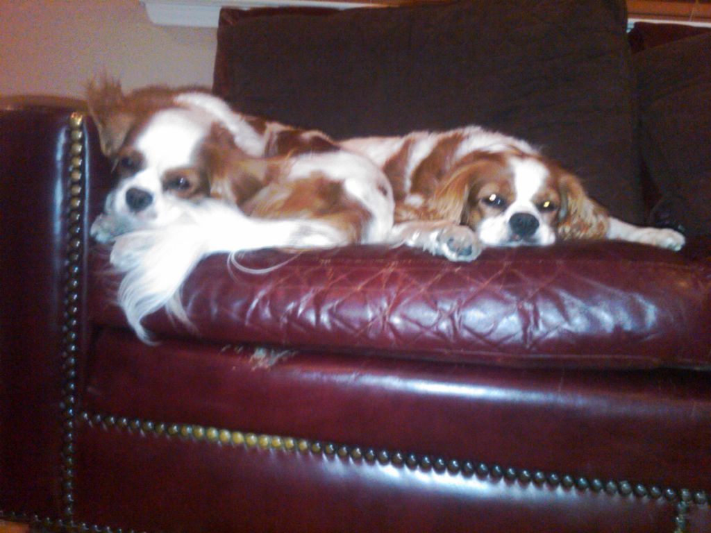 Oliver and Nigel King Charles Cavaliers