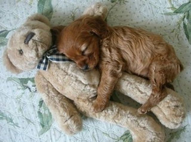 Dogs Stay in our Home