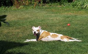 Daisy was successfully rehabilitated after being k