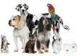 Rainbow Watchers LLC Professional Pet Care