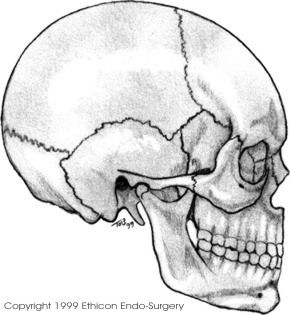 Anatomy graphic - skull - copyright Ethicon Endo-S