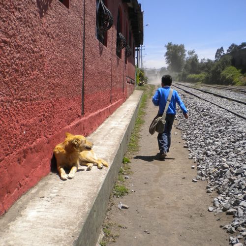 'Boy on the go, dog resting' - Photo by A. Castane