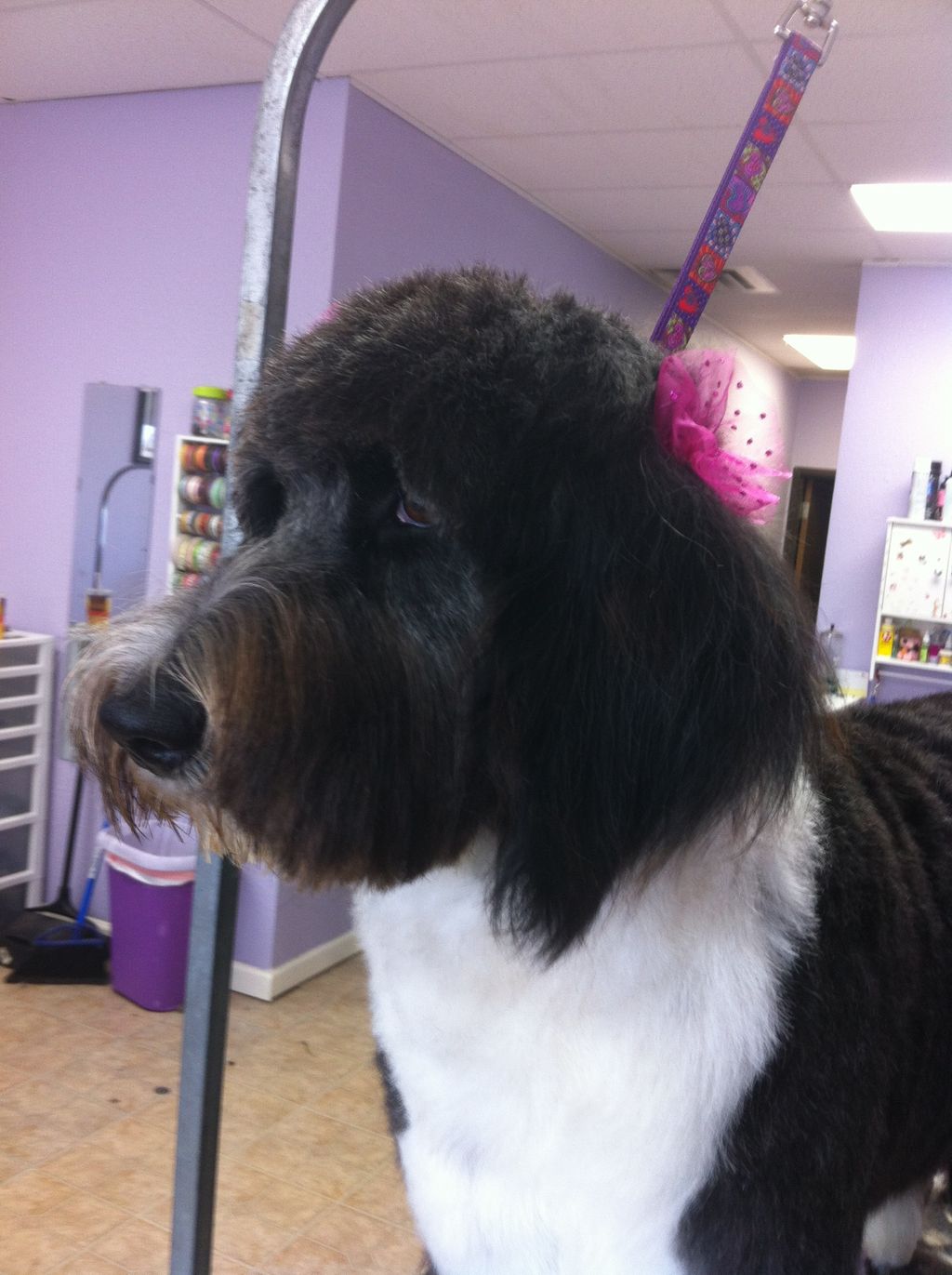Aussie doodle! and she is such a sweet baby!