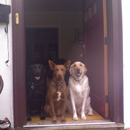 Kia, Coco and Lucky