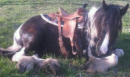 Stella 1/2 Gypsy Vanner & Belgium, 30 days as a 3 